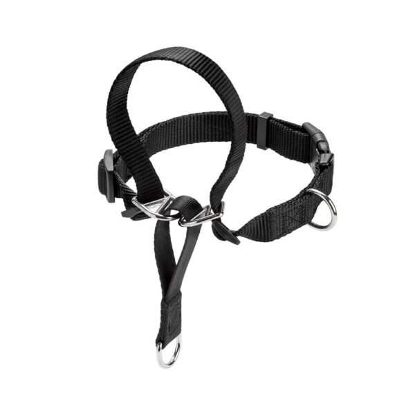 Hunter Arnes para Perro Education Follow Me