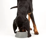 Scruffs Bowl Classic Long Eared - Imagen 2