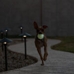 Jolly Pets Juguete para Perro Jumper Glow - Imagen 2