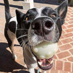 Jolly Pets Juguete para Perro Jumper Glow - Imagen 3