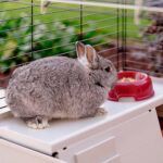 Ferplast Jaula para Conejo Krolik 140 Plus - Imagen 5