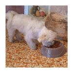 Ferplast Bowl para Ansiedad Slow Feeding Surtido - Imagen 5