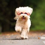 Croci Lentes de Sol Good