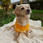 Farm Company Sueter para Perro Houndstooth Turtleneck - Imagen 6