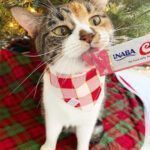 Churu Snack para Gato Pollo 4 unid. - Imagen 3