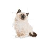 Royal Canin Alimento para Gato Kitten Gravy 85 gr. - Imagen 5